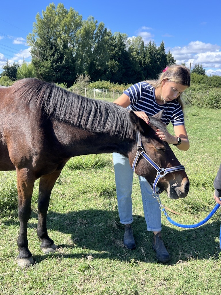 Alice tenant la tête d'un cheval bai au licol bleu en plein soleil